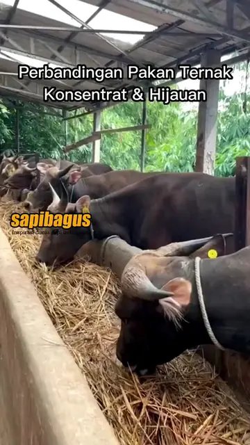 Perbandingan-Pemberian-Konsentrat-Dan-Hijauan-Pakan-Ternak-Sapi-